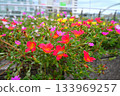 Multicolored flowers 133969257