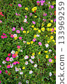 Multicolored flowers 133969259