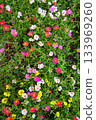 Multicolored flowers 133969260