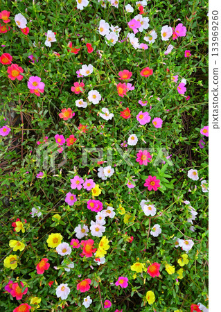 Multicolored flowers Multicolored flowers 133969260
