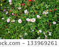 Multicolored flowers 133969261