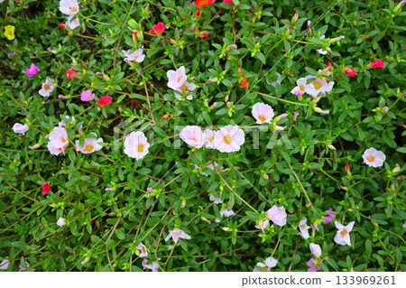 Multicolored flowers 133969261