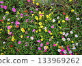 Multicolored flowers 133969262