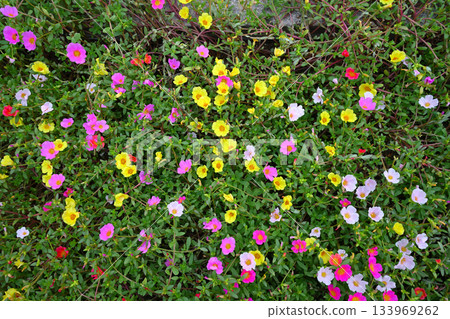 多彩多姿的鮮花 133969262