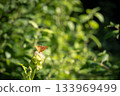 Orange butterfly with dots on a green background pollinating a flower  133969499