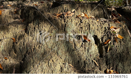 Fallen autumn leaves and weathered rock surface Fallen autumn leaves and weathered rock surface 133969761