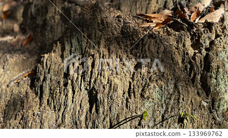 Fallen autumn leaves and weathered rock surface Fallen autumn leaves and weathered rock surface 133969762