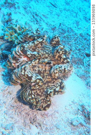 Jumbo giant clam and blue sea underwater photo 133969898