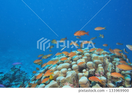 Underwater photo of anthias goldfish swarming on a coral reef 133969900