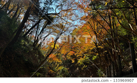 秋色斑斕的森林 秋色斑斕的森林 133969907