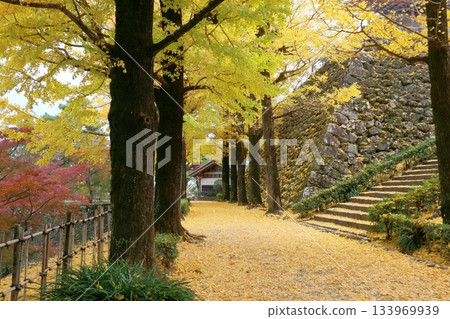 高知城的銀杏樹線（高知縣高知市） 133969939