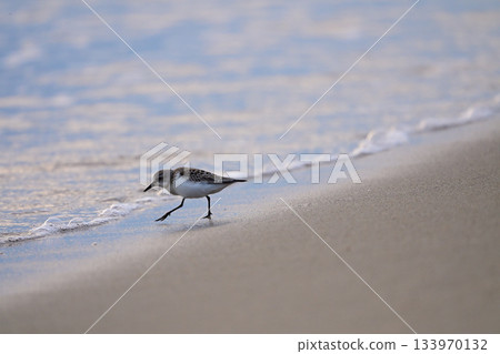 本年 本年 133970132