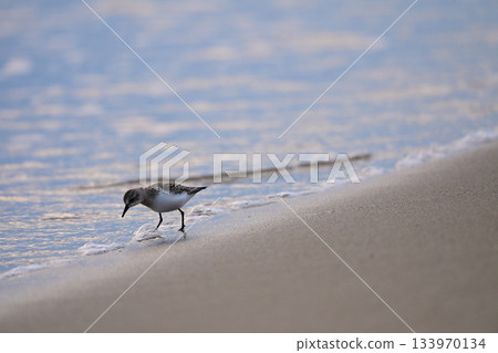 本年 本年 133970134