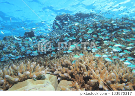 Coral and blue sea, blue damselfish underwater photo Coral and blue sea, blue damselfish underwater photo 133970317
