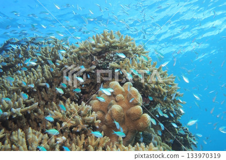 Coral and blue sea, blue damselfish underwater photo 133970319