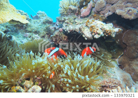 Underwater photo of an anemonefish hiding in a sea anemone 133970321