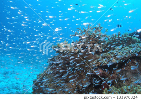 Coral reef, sunlight streaming in, and a cardinalfish Coral reef, sunlight streaming in, and a cardinalfish 133970324