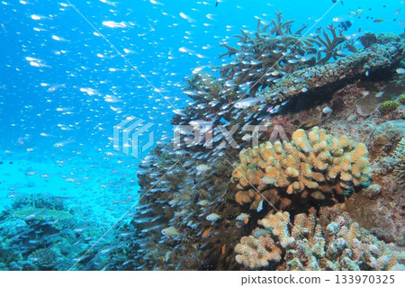 Coral reef, sunlight streaming in, and a cardinalfish Coral reef, sunlight streaming in, and a cardinalfish 133970325