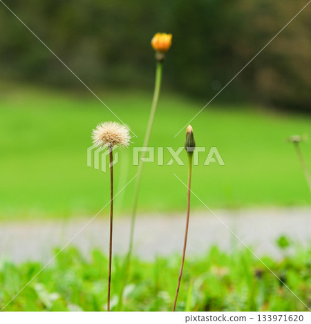 Alpine dandelions in the summer mountains, the beauty of European nature. Alpine dandelions in the summer mountains, the beauty of European nature. 133971620