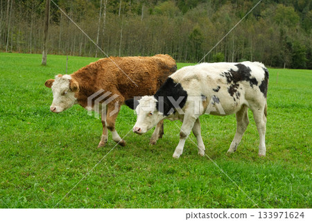 Brown and White Calves Grazing in Idyllic Countryside Landscape Brown and White Calves Grazing in Idyllic Countryside Landscape 133971624