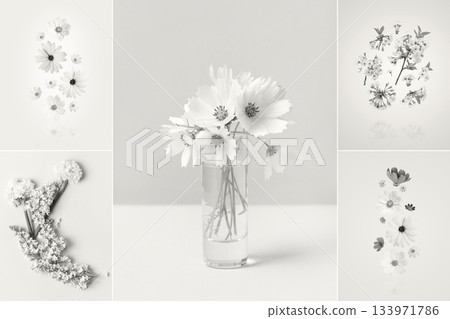 Presentation of a trending color 2026 - Cloud Dancer in the form of a collage of different shapes and textures. Various types flowers of cosmea, cherry blossoms, daffodils, lilacs. Color concept 133971786