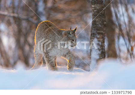 Lynx in a snowy forest landscape Lynx in a snowy forest landscape 133971790
