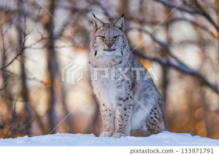 Lynx sitting in a winter forest Lynx sitting in a winter forest 133971791