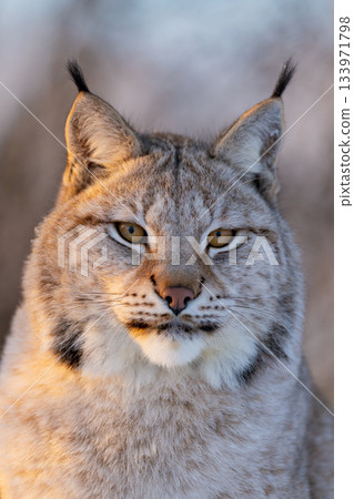 Close-up of a majestic lynx Close-up of a majestic lynx 133971798