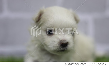 馬耳他小狗 133972347