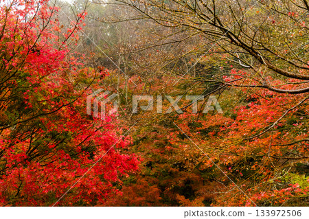 A deepening autumn landscape I found during a walk A deepening autumn landscape I found during a walk 133972506