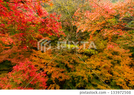 A deepening autumn landscape I found during a walk 133972508