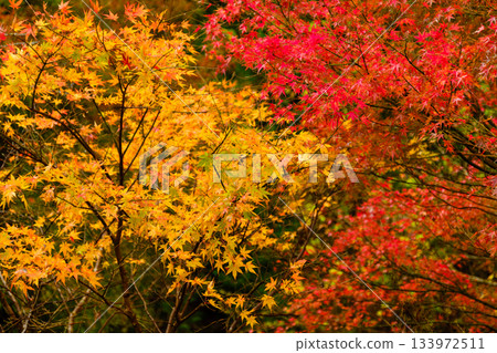 A deepening autumn landscape I found during a walk A deepening autumn landscape I found during a walk 133972511