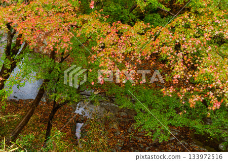A deepening autumn landscape I found during a walk A deepening autumn landscape I found during a walk 133972516