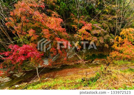 A deepening autumn landscape I found during a walk A deepening autumn landscape I found during a walk 133972523