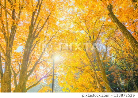 Yellow leaves at Bell-ringing Hill Community Center [Hodaka, Azumino City] 133972529