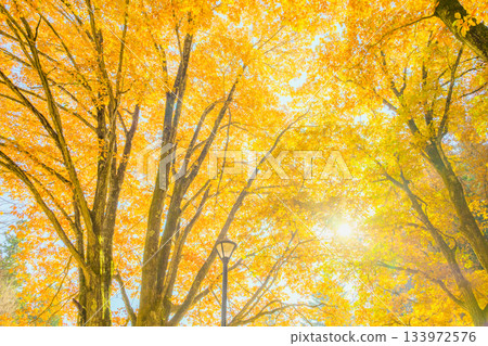 鐘鳴山社區中心的黃葉 [安曇野市帆高町] 133972576