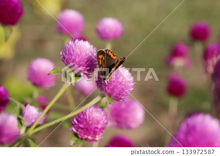 A silver butterfly sucking nectar from a pink crape myrtle flower blooming in an autumn garden 133972587