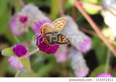 A silver butterfly sucking nectar from a pink crape myrtle flower blooming in an autumn garden 133972911