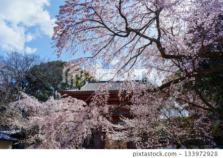 Bamboo cherry blossoms of the Daigoji Kyoto gate 133972928