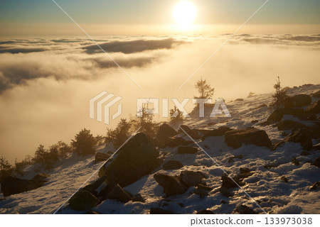 Snow-covered mountain slope at dawn, with scattered rocks and small trees adding texture to foreground. Sea of clouds below bathed in soft hues of blue and gold as sunlight gently illuminates scene. 133973038
