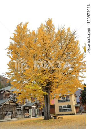 交流/旅遊基地設施:福島縣昭和村熊丸小學附近的大型銀杏樹 交流/旅遊基地設施:福島縣昭和村熊丸小學附近的大型銀杏樹 133973088