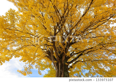 交流/旅遊基地設施:福島縣昭和村熊丸小學附近的大型銀杏樹 交流/旅遊基地設施:福島縣昭和村熊丸小學附近的大型銀杏樹 133973107