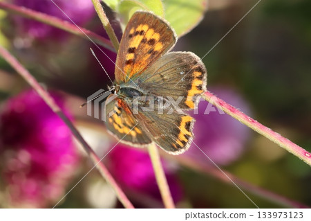 A silver butterfly sucking nectar from a pink crape myrtle flower blooming in an autumn garden A silver butterfly sucking nectar from a pink crape myrtle flower blooming in an autumn garden 133973123