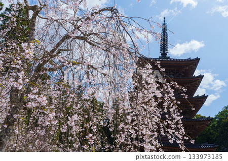 京都醍醐寺：五重塔與垂枝櫻花 133973185