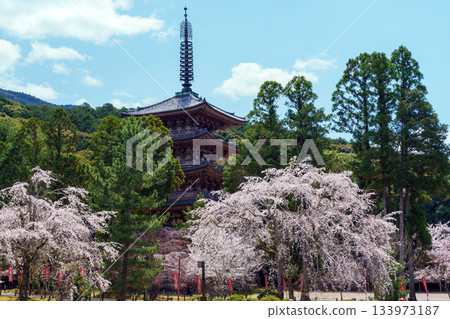 京都醍醐寺:五重塔與垂枝櫻花 京都醍醐寺:五重塔與垂枝櫻花 133973187