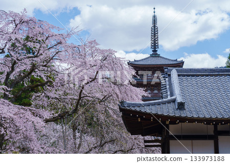 京都醍醐寺:五重塔與垂枝櫻花 京都醍醐寺:五重塔與垂枝櫻花 133973188