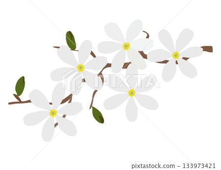 木蘭花插圖 木蘭花插圖 133973421