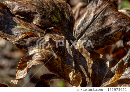 牡丹葉雕塑 [牡丹] 133973651