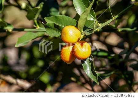 金橘(芸香科)果實,可以連皮食用。 金橘(芸香科)果實,可以連皮食用。 133973653