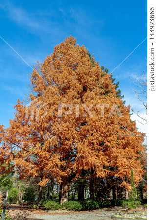 Metasequoia with autumn leaves against the blue sky [Fossil Plant] 133973666